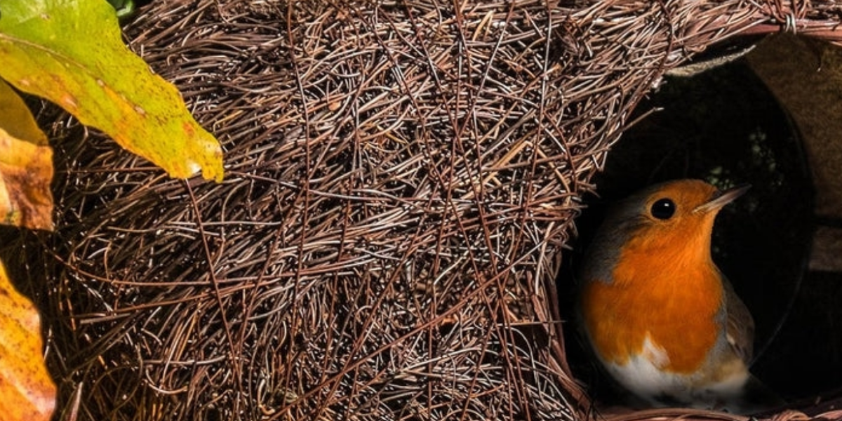 Three Easy Steps To Encourage Birds In To Your Garden — Pizzazz Retail