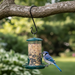 Blue jay perched on a bird feeder hanging from a tree branch with a blurred green garden background.